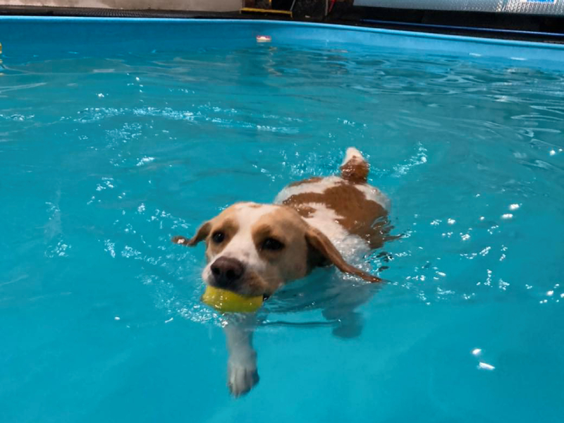 Dog Swimming