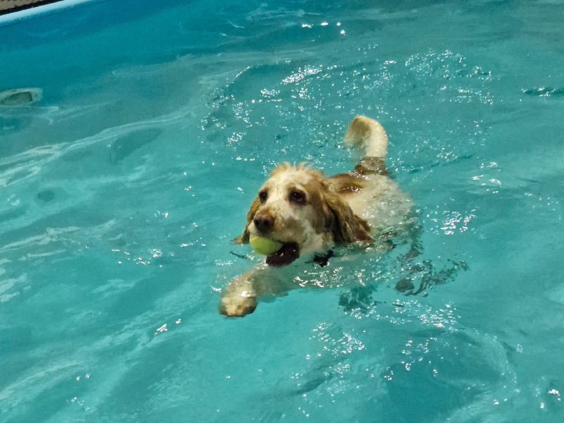 Dog Swimming