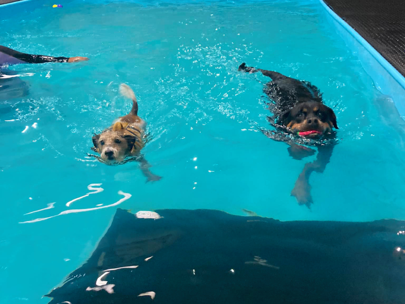 Dog Swimming